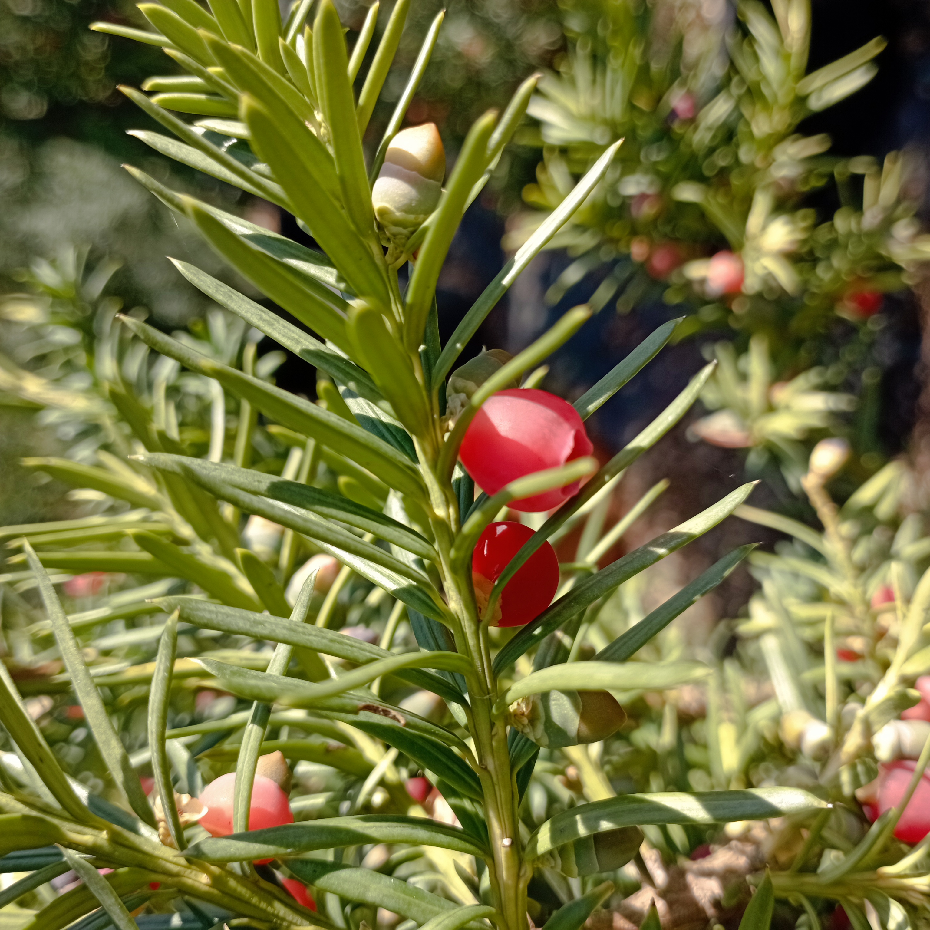 Oszlopos hibrid tiszafa Taxus x media 'Hicksii'